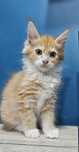 Jasno rudy kocurek Maine Coon