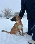 Psi dzieciak w typie owczarka Belgijskiego do adopcji