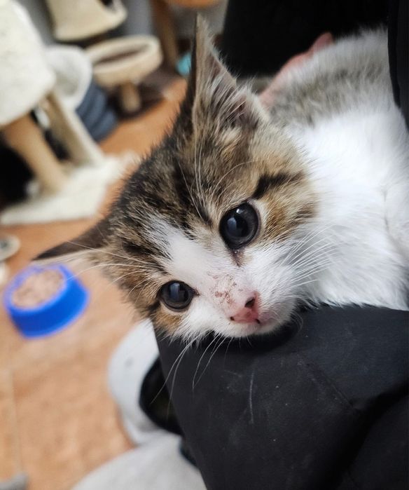 Kochana, 2-miesięczna i wesoła Summer szuka odpowiedzialnego domu!