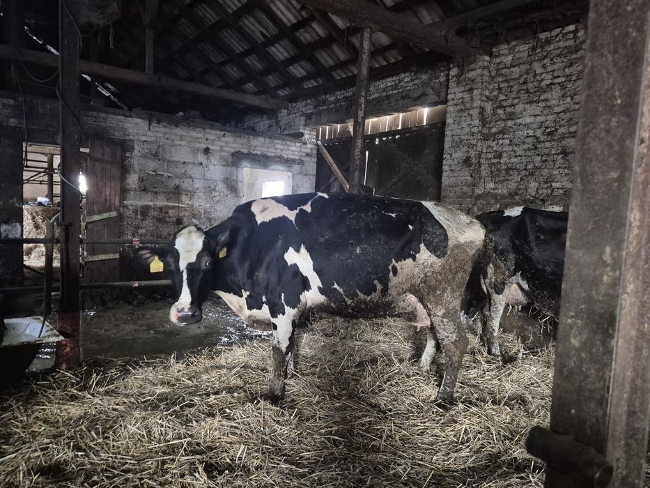 Krowy z mlekiem wysoka wydajność