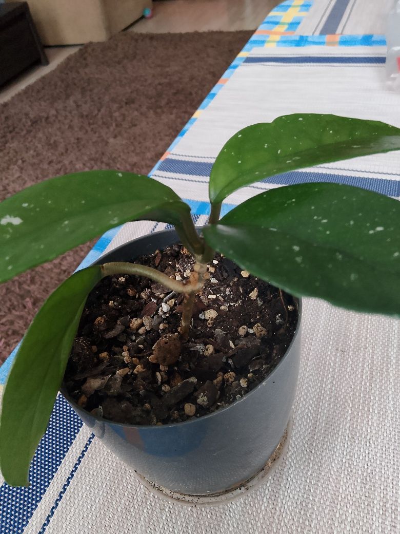 Hoya carnosa splash