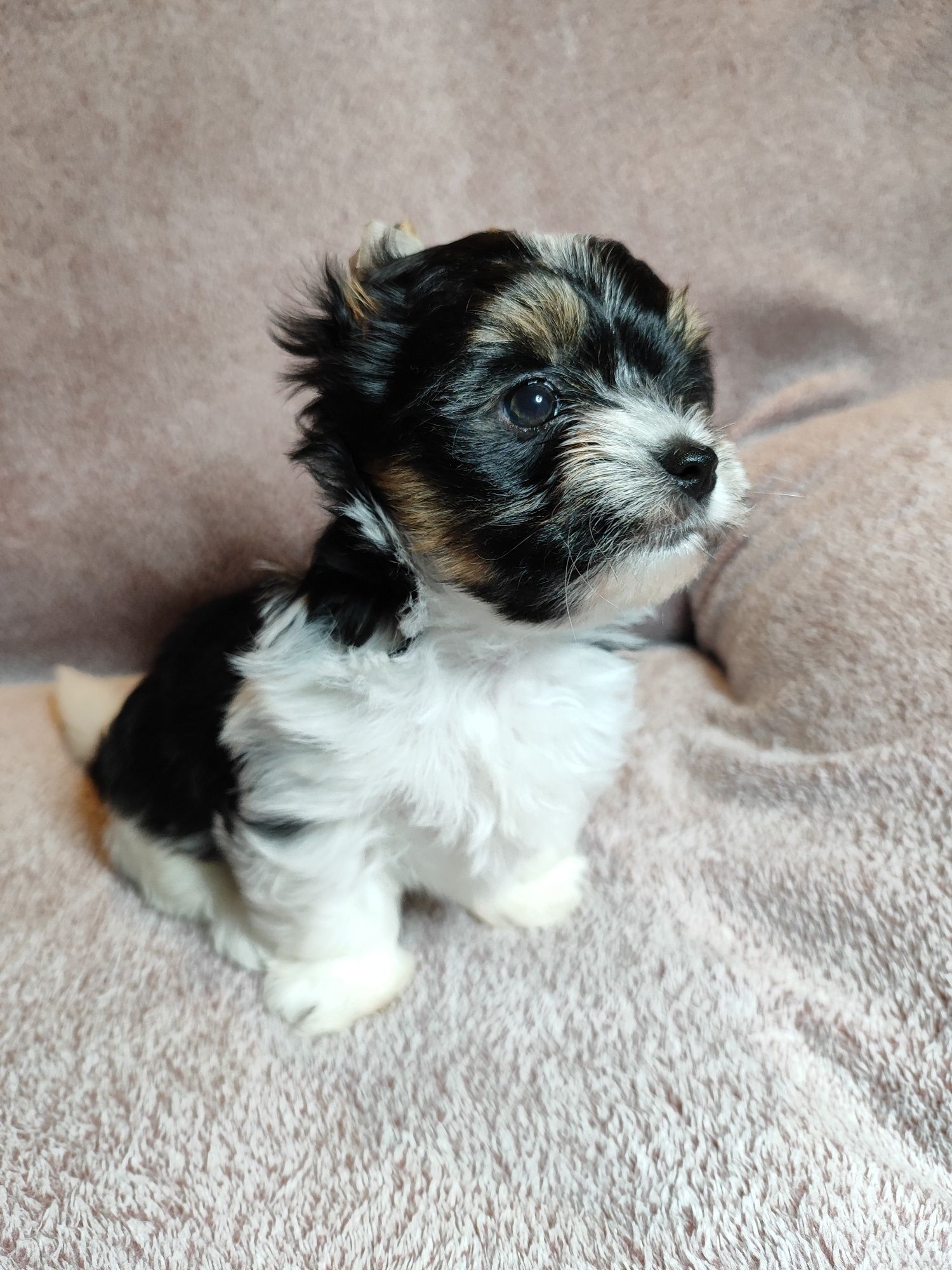 Yorkshire terrier biewer piesek