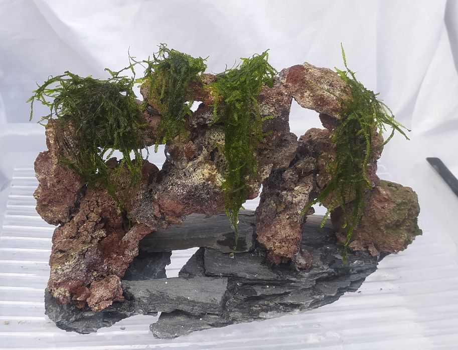 Skałka wulkaniczna z mchem
