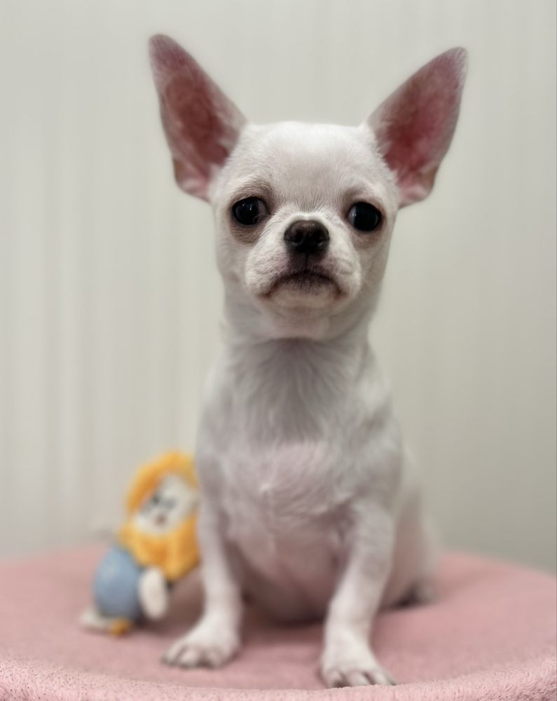 Chihuahua Femea  Pelo Curto