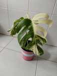 Monstera deliciosa albo variegata.