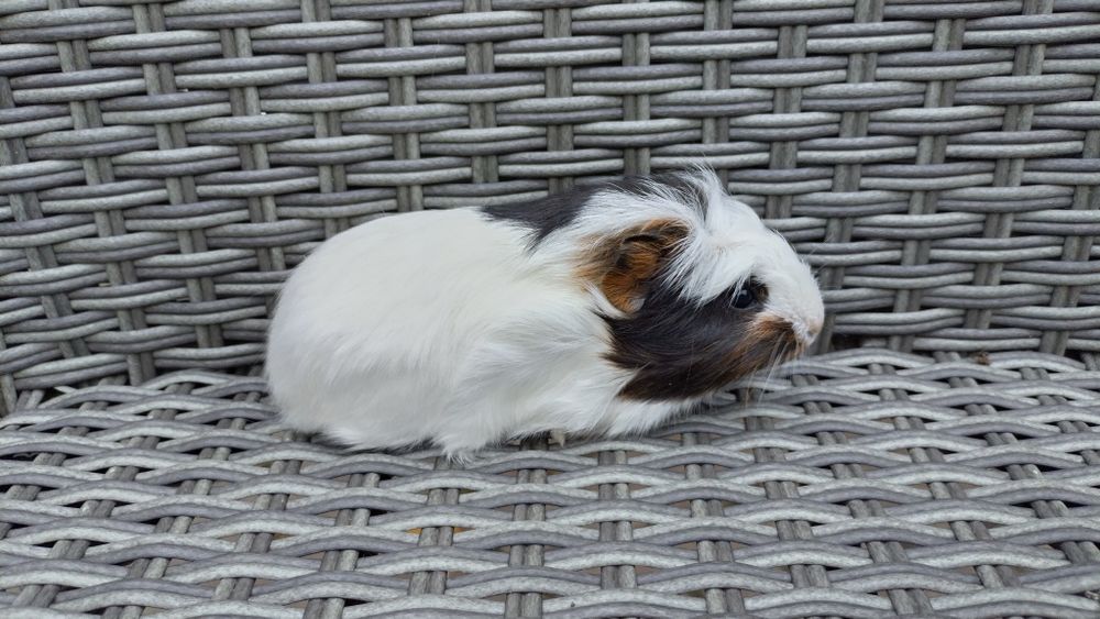 Świnki świnka morska