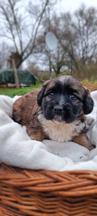 Oddam pieski w dobre rece. Odrobaczone