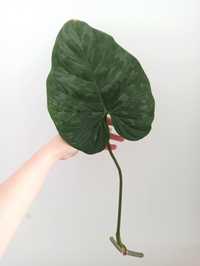 Philodendron Majestic 2