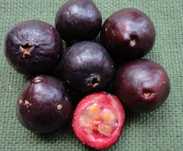 Araçá roxo, vermelho e amarelo
