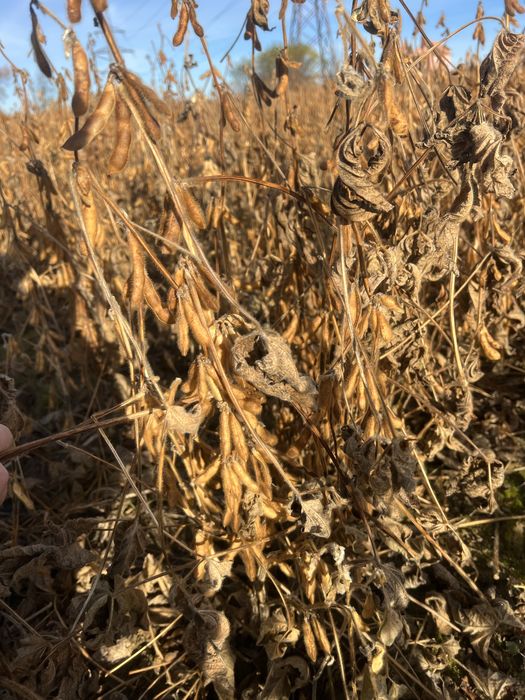 Продається соя канзас 2 репродукція