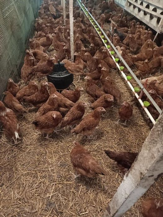 Kury Nioski w różnym wieku