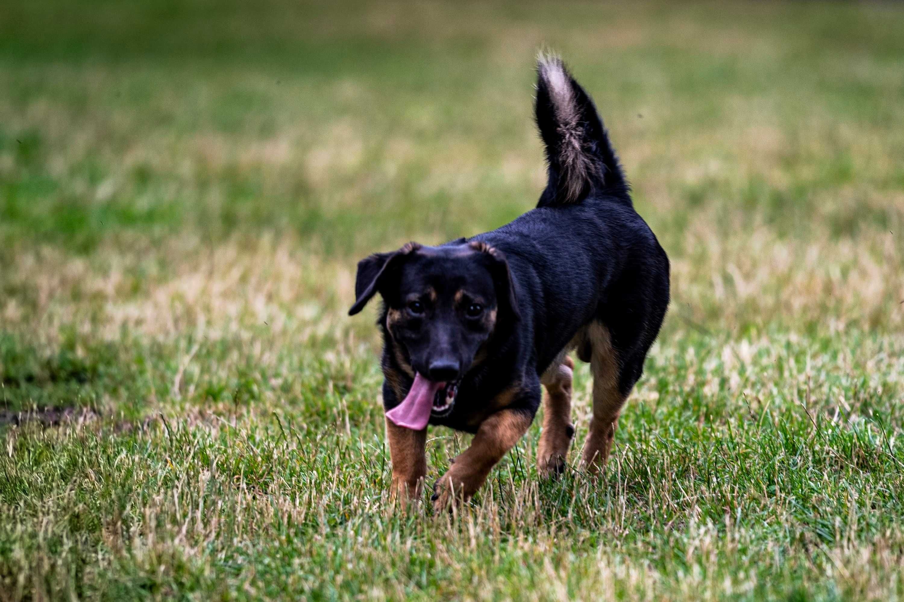 ok. roczny niskopodłogowy Emilek poleca się do adopcji!