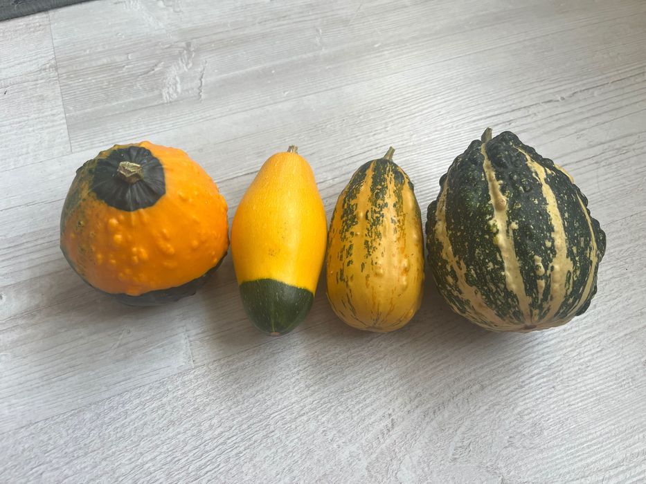 Dynie ozdobne, duży wybór