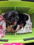 Pieski yorki cudne