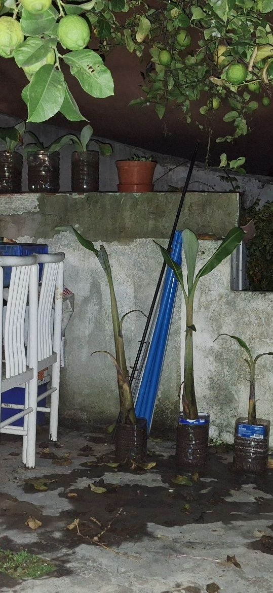Bananeira para plantar