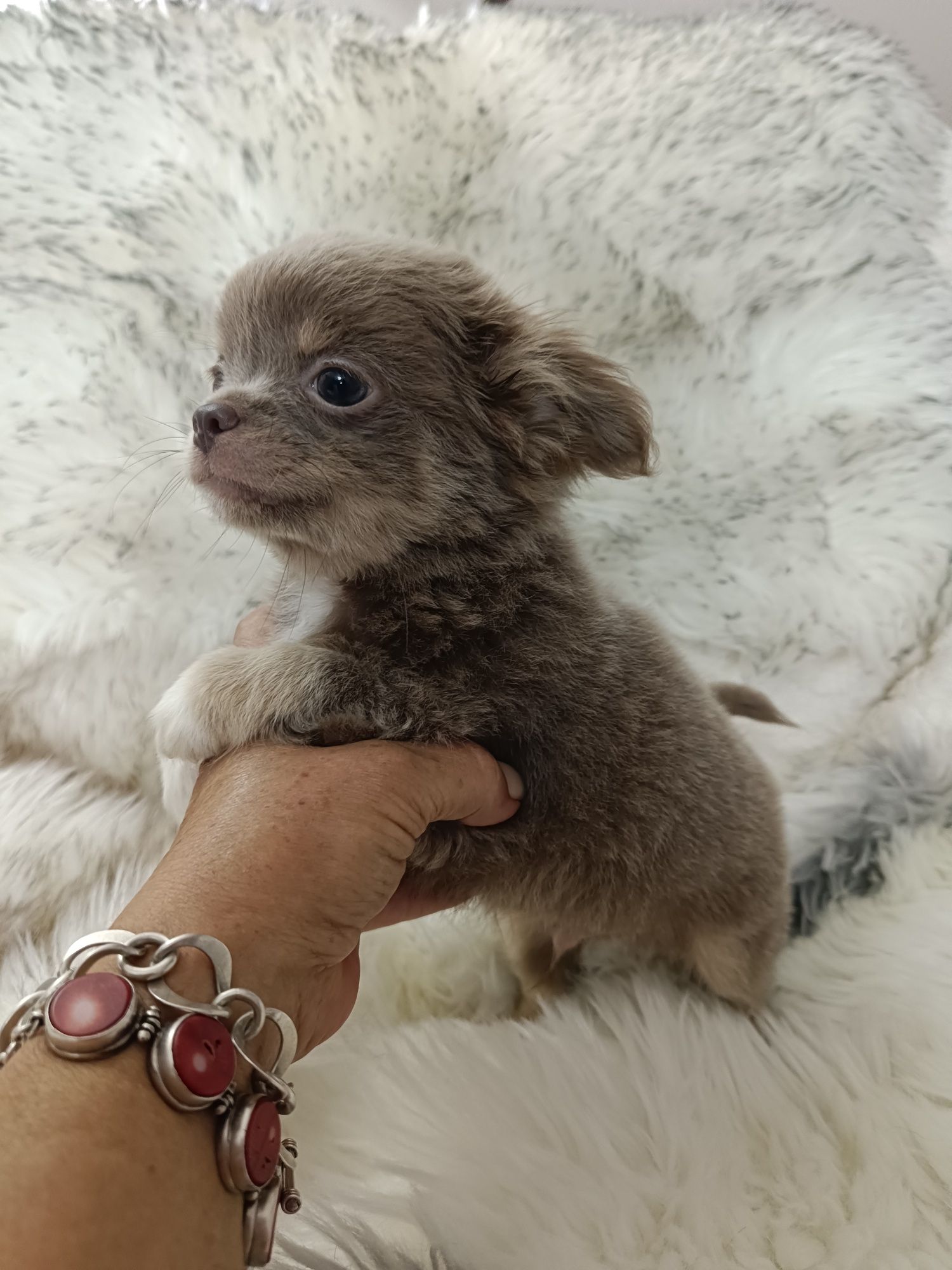 *** Gotowy Do Odbioru *** Śliczny Liliowy Chłopczyk Chihuahua ***