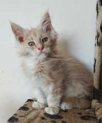 Kocurek Maine Coon