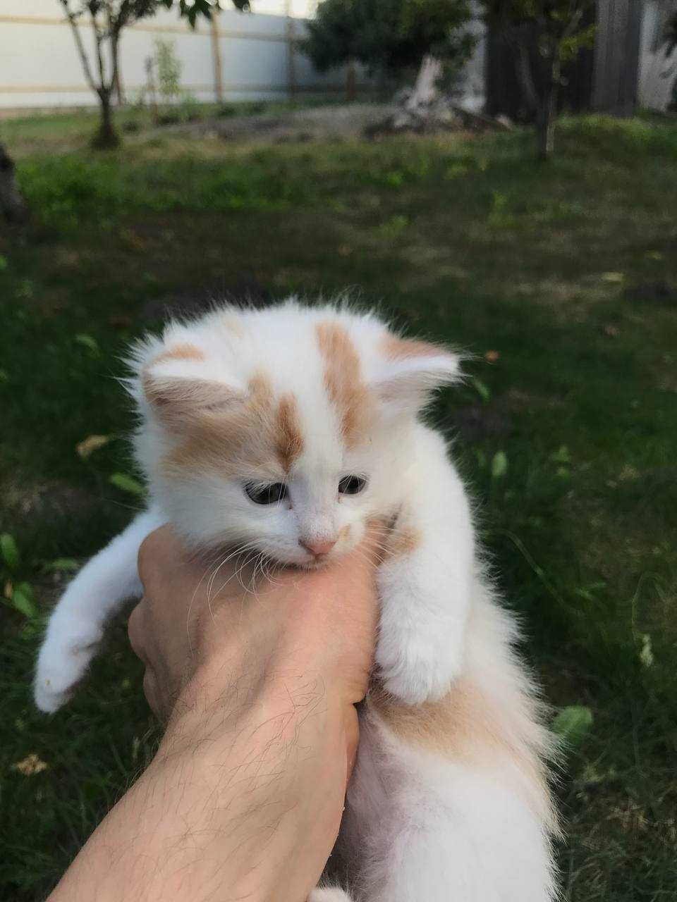 Кошенята 1,5 місяці