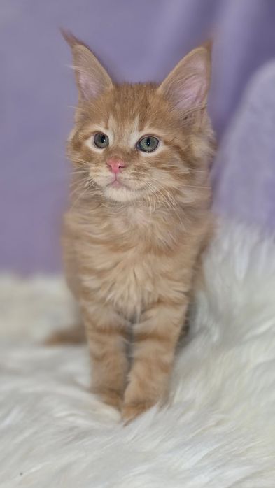 Śliczny kocurek Maine Coon