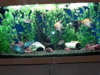 продам красивый аквариум с каркасной тумбой