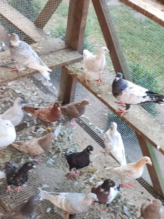 Gołębie pocztowe opal