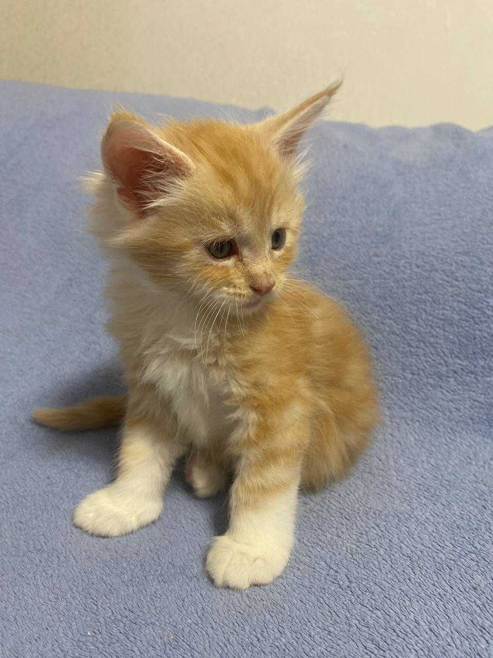Кошенята мейкунчики