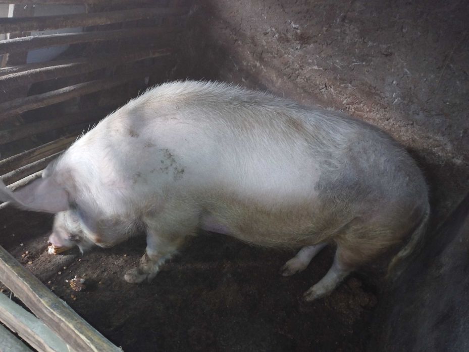 Кабан поверх 250 кг