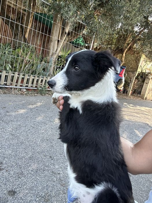 Excelente Menino border collie 3 meses