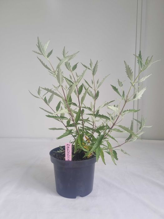 Barbula Kaledońska –Krzew Ozdobny, Doniczka 2L, Wys. 50 cm