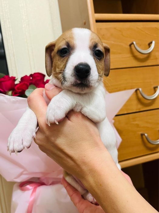 Джек Рассел терʼєр