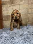 Cocker spaniel angielski Piesek Rodowód