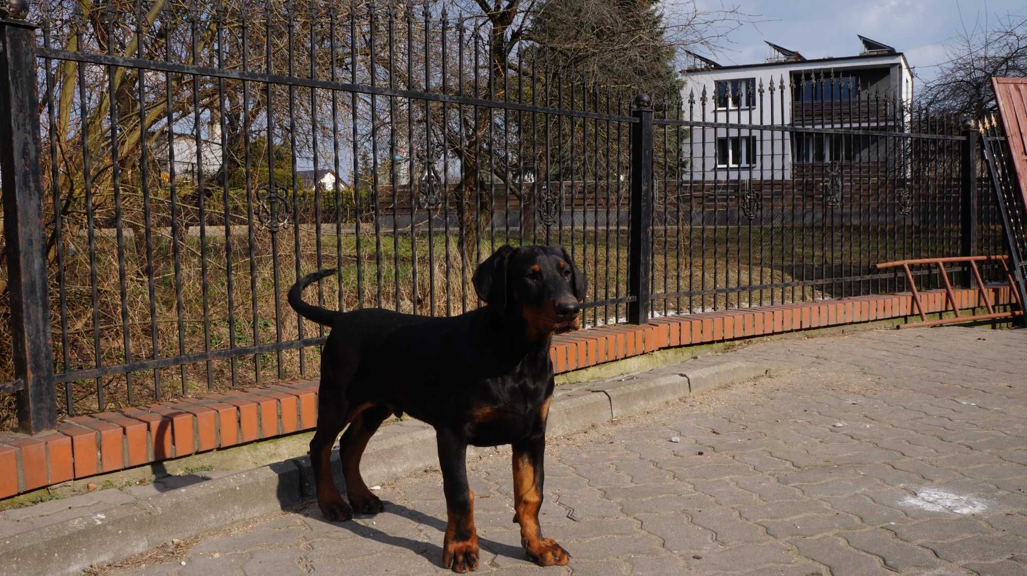 szczeniak doberman