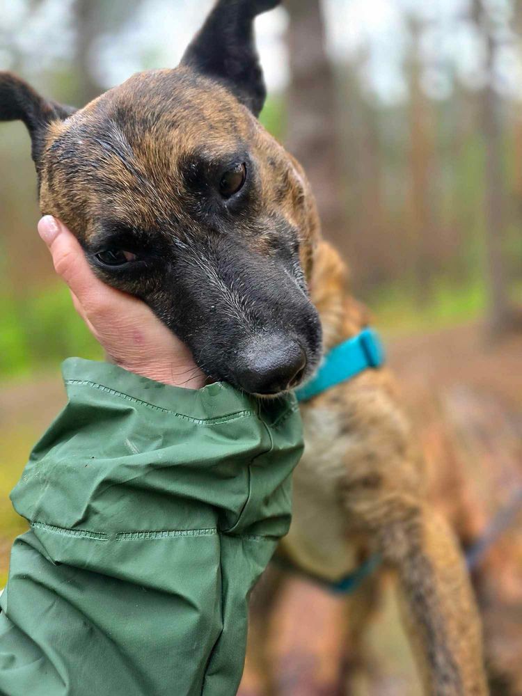 Miodek – mały, pełen życia psiak szuka domu! Adopcja