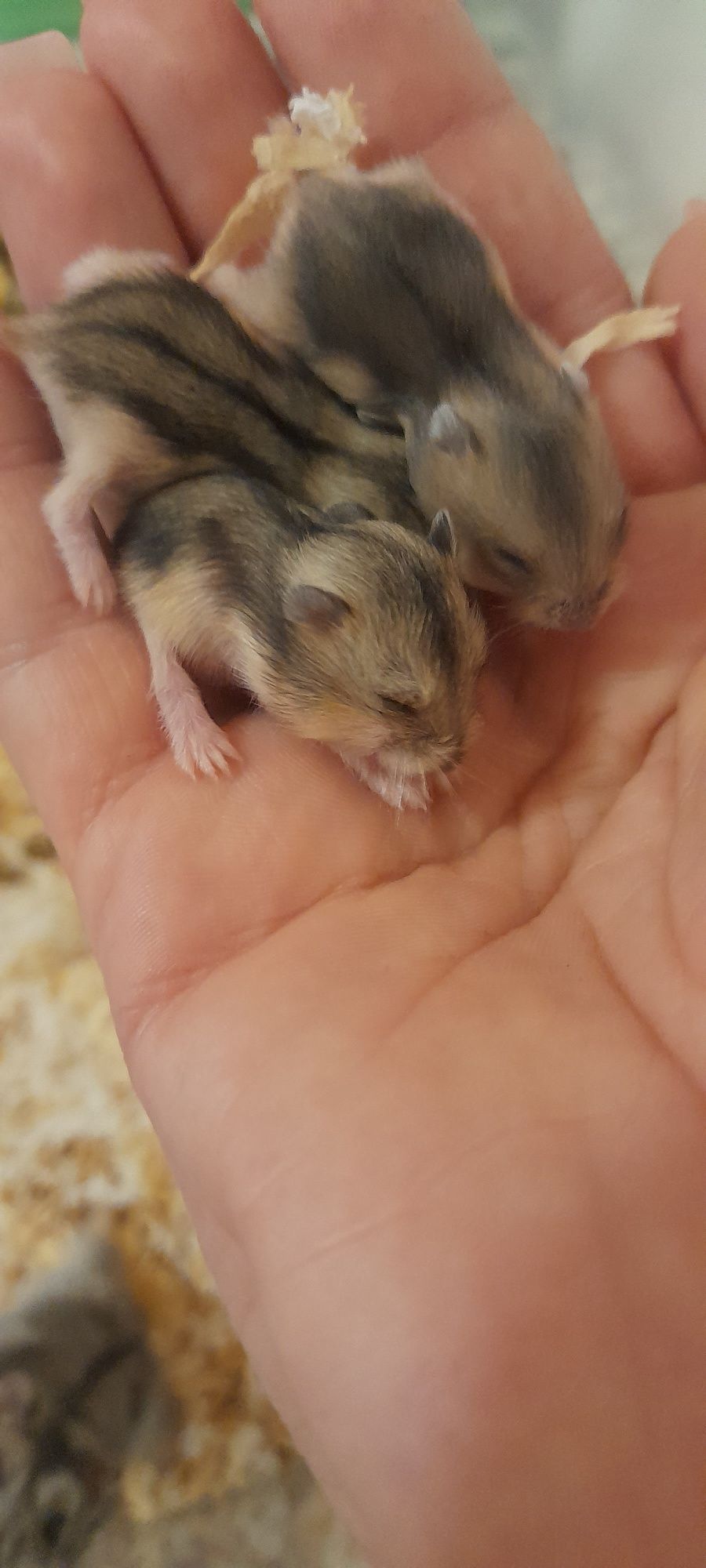 Hamsters 6 novos