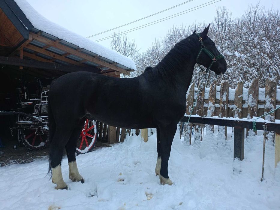 Wałach śląski 6-letni