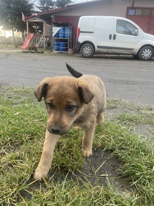 Pies  oddam za darmo