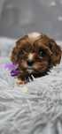 Badania Cavapoo Cavapo red brown ciemna wyjątkowa sunia Biosensor