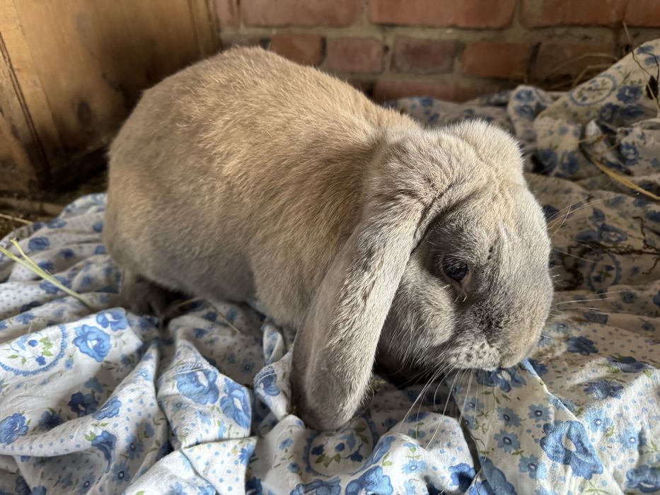 Кролики ,французький баран