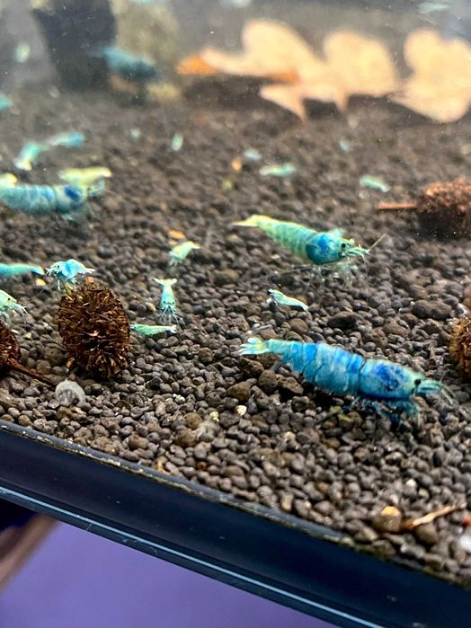 Krewetki Blue Bolt Caridina