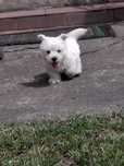 Śnieżnobiały west terrier piesek