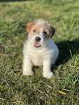Jack Russell pelo Cerdoso c/LOP e Afixo - Descendente Campeos