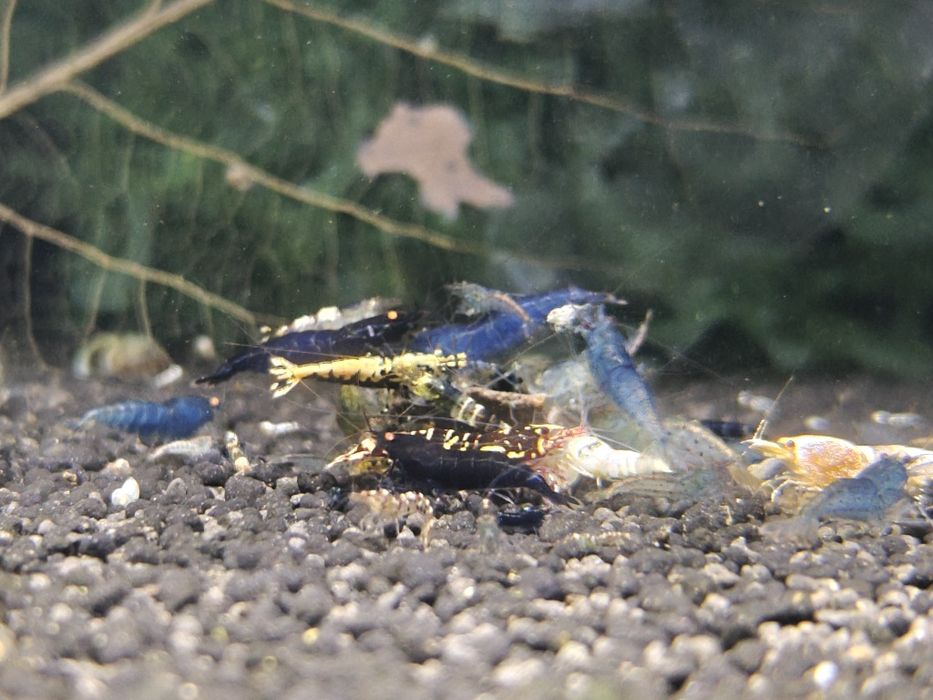 Krewetki Caridina MIKS krewetek