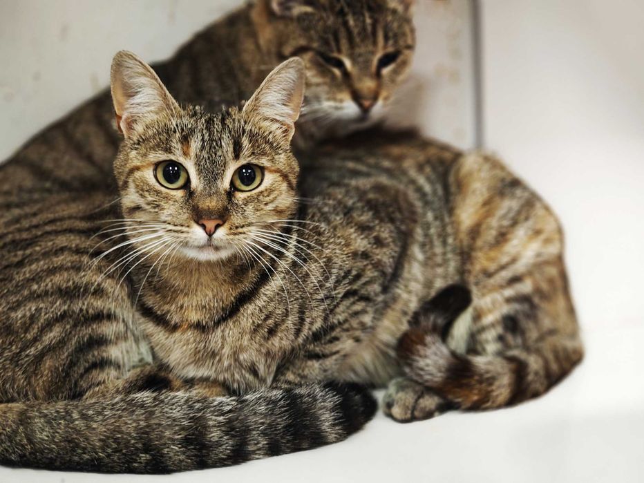 Заберіть Жасмін додому,будь ласка, це її останній шанс! Кішка 10 міс