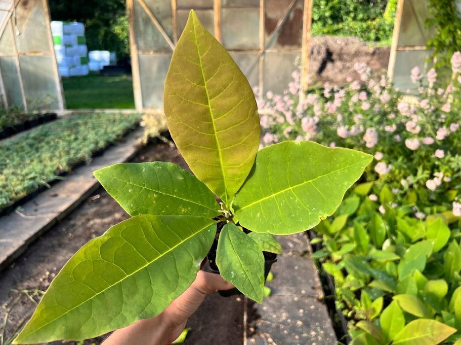 Magnolia Parasolowata (Magnolia tripetala) Doniczka 0.5L