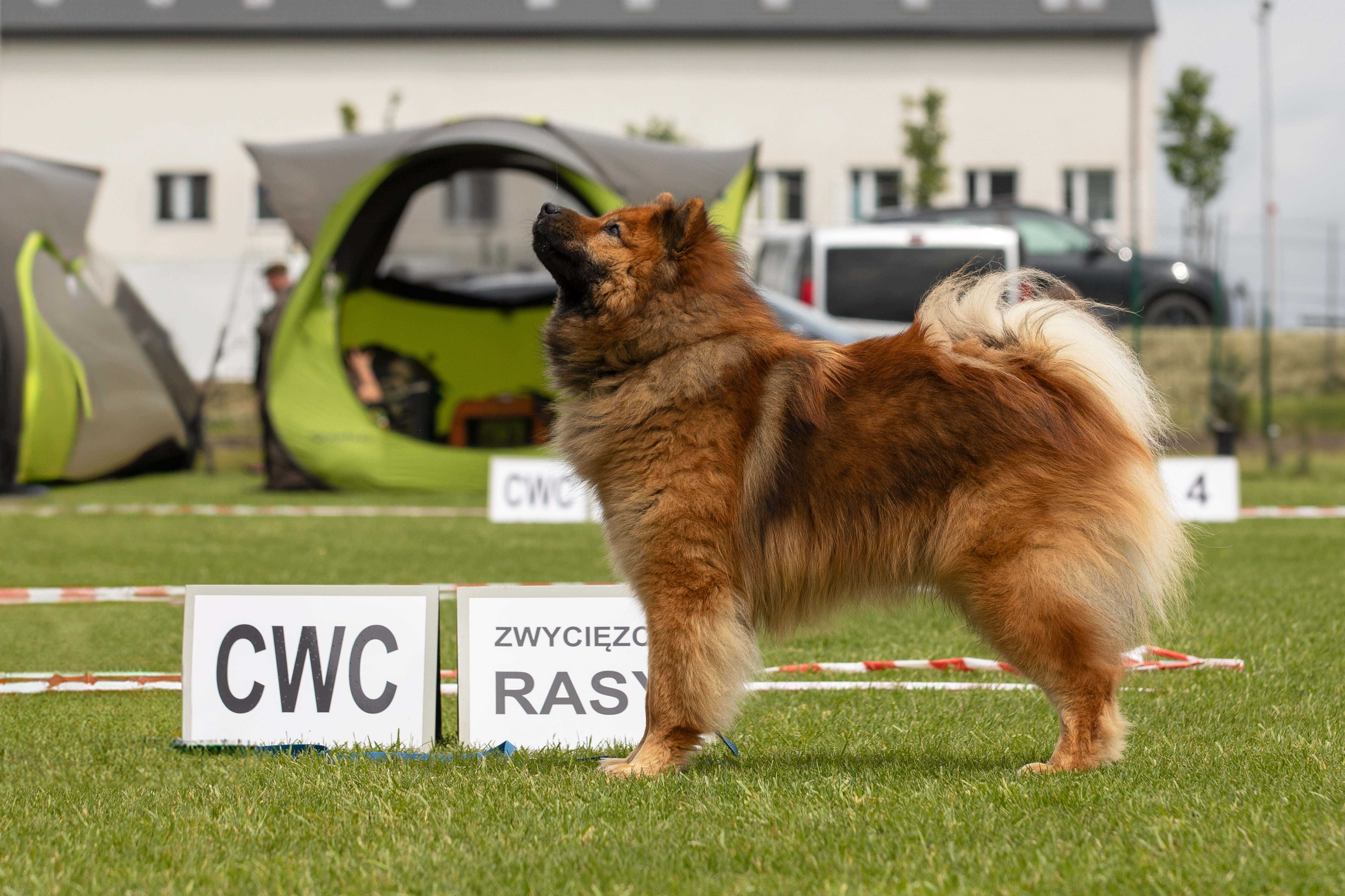 Eurasier- dziewczynka bicolor