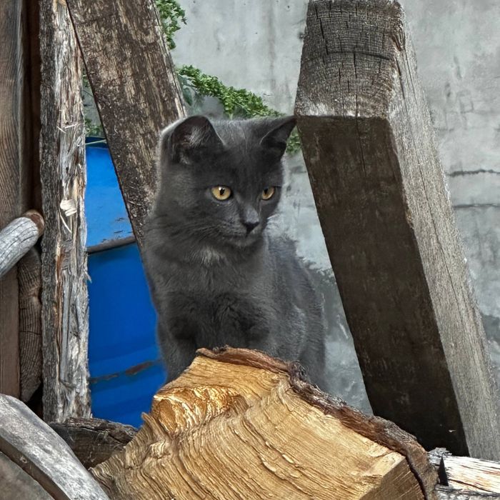 Кошенята, котик сірий