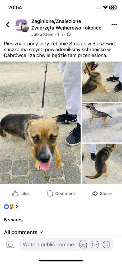 Pies suczka znaleziona ze smycza w Bolszewo