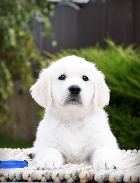 Щенки золотистого ретривера.