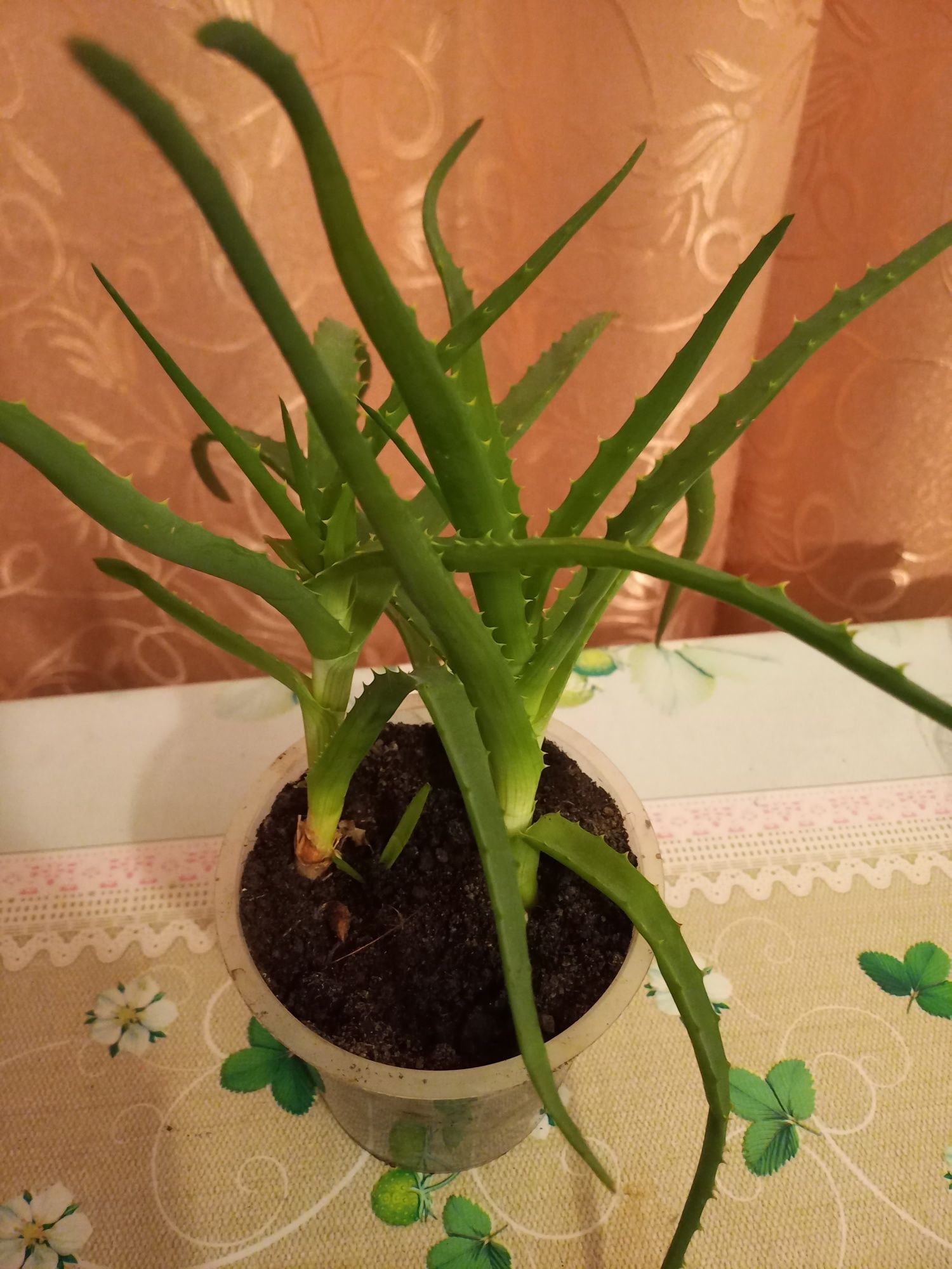 Продам вазончики алое