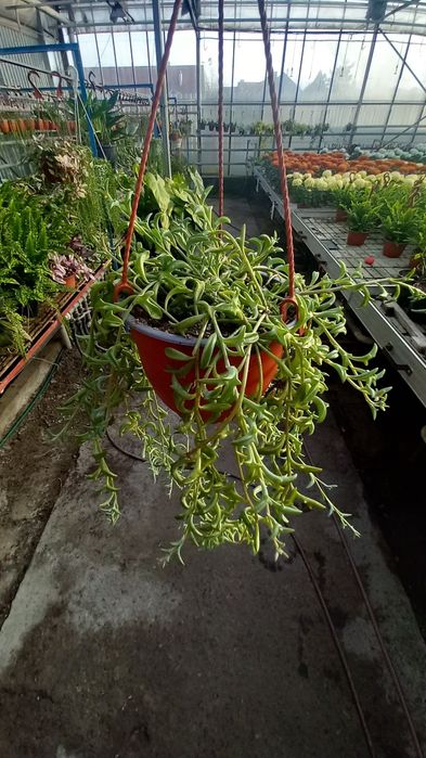 Senecio Dolphins Delfinek